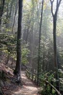 Woodland Walk